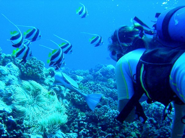 63- Pascale admire une anemone avec des taurillons et un remora 